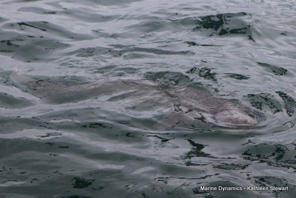 seven gill cow-shark, South Africa